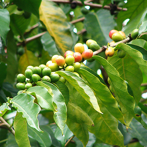 Clasificación y propiedades del Café (Coffea arabica)