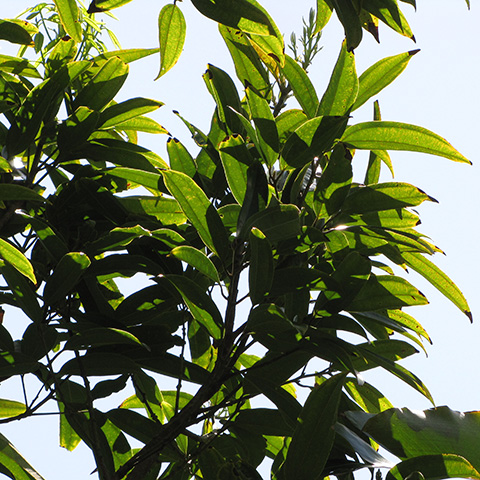 Clasificación y propiedades de la Canela (Cinnamomum verum) Clasificación y propiedades de la Canela (Cinnamomum verum)