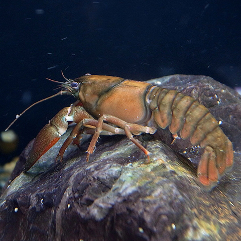 Cangrejo (Pacifastacus leniusculus)