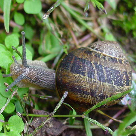 Clasificación y propiedades del Caracol (Helix aspersa)