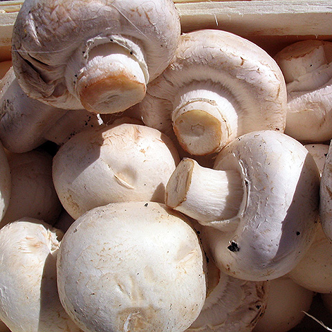 Champiñón (Agaricus bisporus)