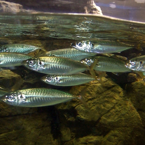 Clasificación y propiedades del Jurel (Trachurus trachurus)