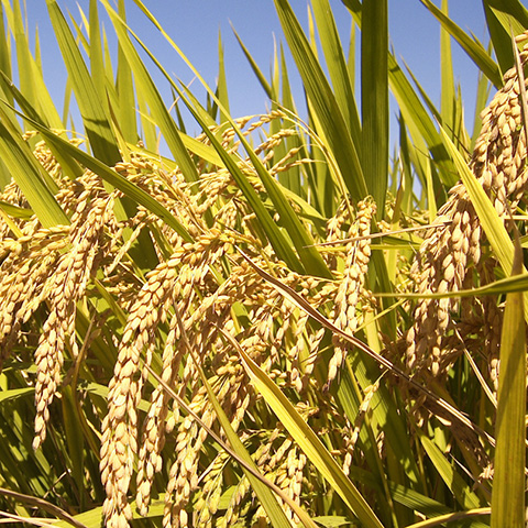 Clasificación y propiedades del Arroz (Oryza sativa)