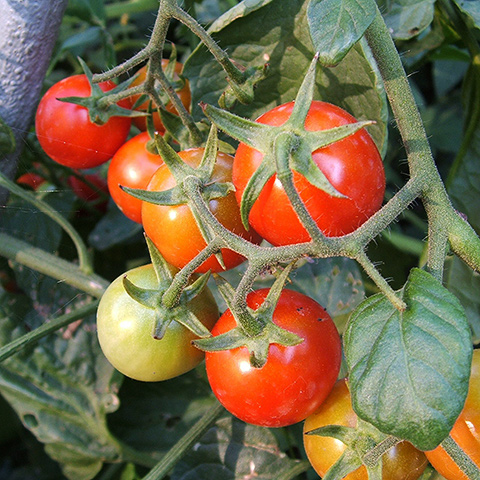 Clasificación y propiedades del Tomate (Solanum lycopersicum)