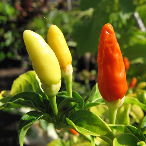 Clasificación y propiedades de la Guindilla (Capsicum frutescens)