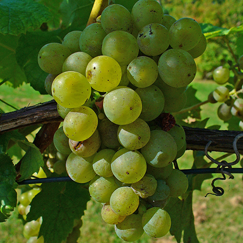 Clasificación y propiedades de la Uva (Vitis ) Clasificación y propiedades de la Uva (Vitis )