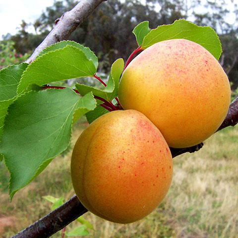 Clasificación y propiedades del Albaricoque (Prunus armeniaca)