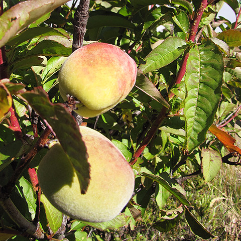 Clasificación y propiedades del Melocotón (Prunus persica)