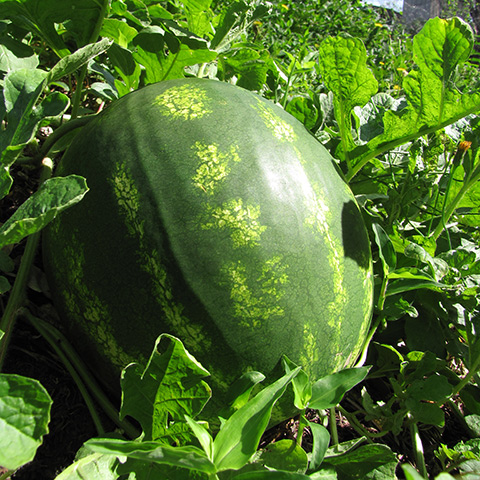 Sandía (Citrullus lanatus)