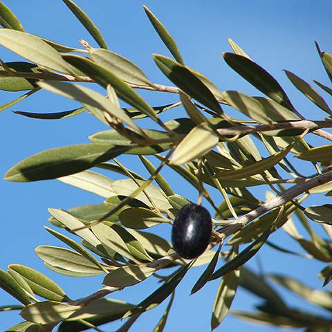 Clasificación y propiedades de la Oliva (Olea europaea)