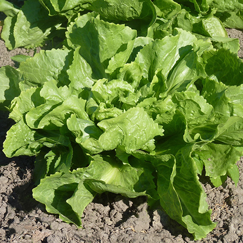 Clasificación y propiedades de la Endivia (Cichorium endivia) Clasificación y propiedades de la Endivia (Cichorium endivia)