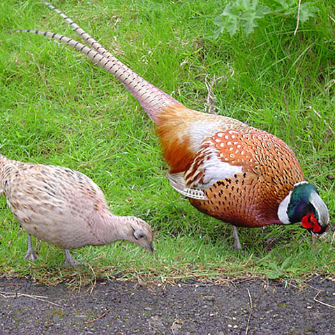 Clasificación y propiedades del Faisán (Phasianus colchicus) Clasificación y propiedades del Faisán (Phasianus colchicus)