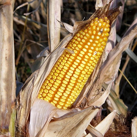 Clasificación y propiedades del Maíz (Zea mays)