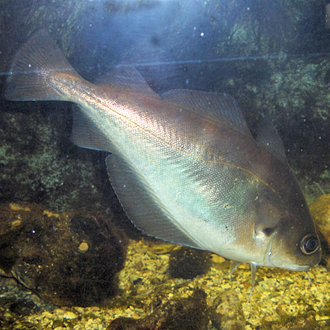 Clasificación y propiedades de la Faneca (Trisopterus luscus)