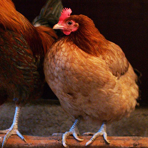 Clasificación y propiedades de la Gallina (Gallus gallus domesticus)