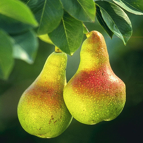 Clasificación y propiedades de la Pera (Pyrus communis)