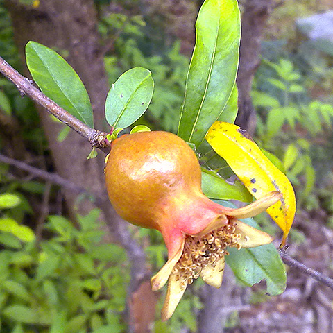 Clasificación y propiedades de la Granada (Punica granatum)