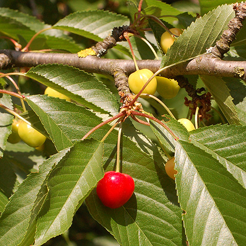 Clasificación y propiedades de la Cereza (Prunus cesarus avium)