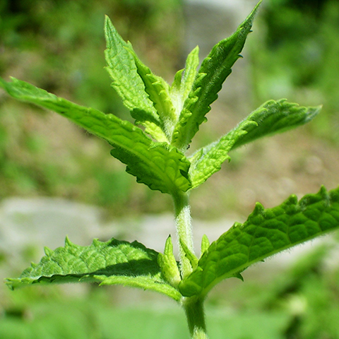 Menta (Mentha&nbsp;spicata)