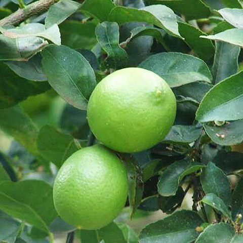 Lima (Citrus × aurantifolia)