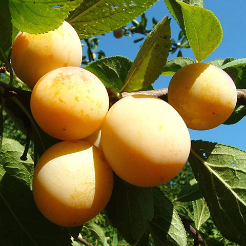 Ciruela (Prunus domestica)