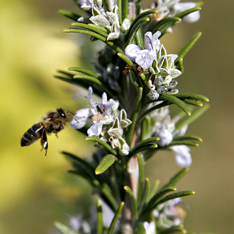 Clasificación y propiedades de la Miel (Rosmarinus officinalis)