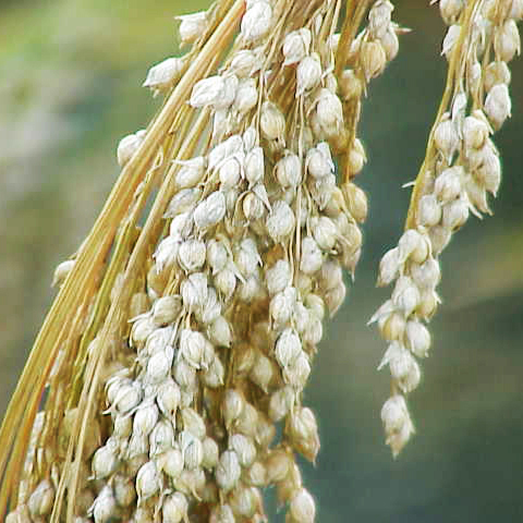 Clasificación y propiedades del Mijo (Panicum miliaceum) Clasificación y propiedades del Mijo (Panicum miliaceum)