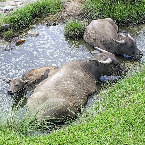 Lácteos de Búfala (Bubalus bubalis)