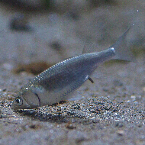 Clasificación y propiedades del Mújol (Mugil cephalus)