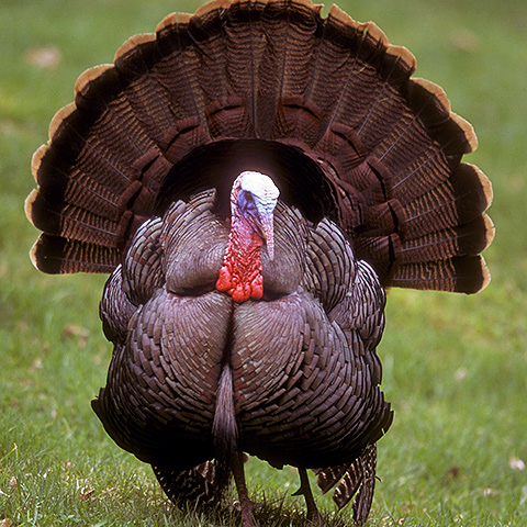 Clasificación y propiedades del Pavo (Meleagris gallopavo)