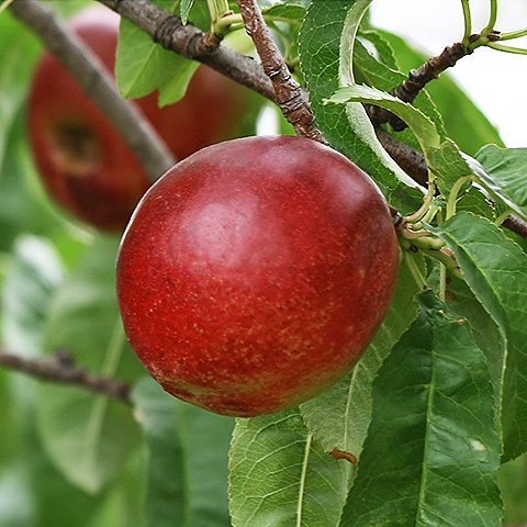 Clasificación y propiedades de la Nectarina (Prunus persica nectarina)