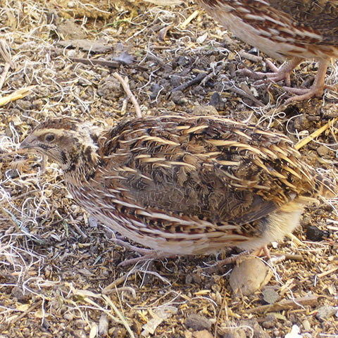 Clasificación y propiedades de la Codorniz (Coturnix coturnix)