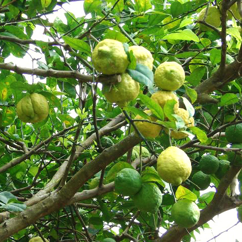 Clasificación y propiedades del Limón (Citrus × limon)