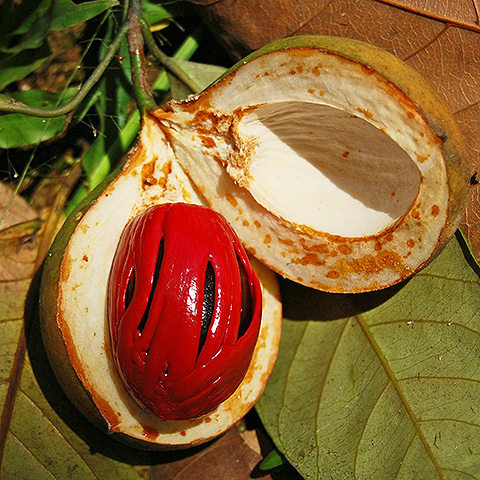 Clasificación y propiedades de la Nuez Moscada (Myristica fragrans) Clasificación y propiedades de la Nuez Moscada (Myristica fragrans)