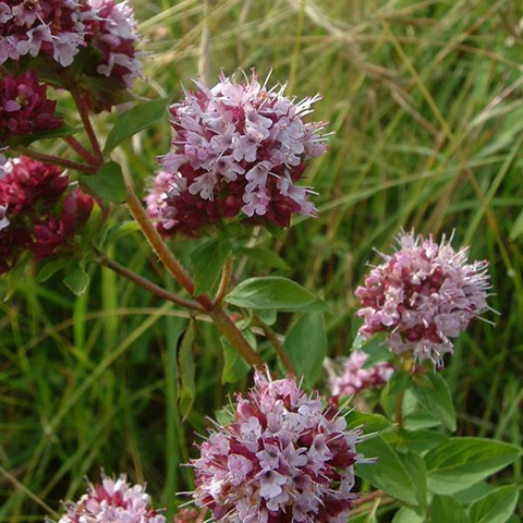 Clasificación y propiedades del Orégano (Origanum vulgare)