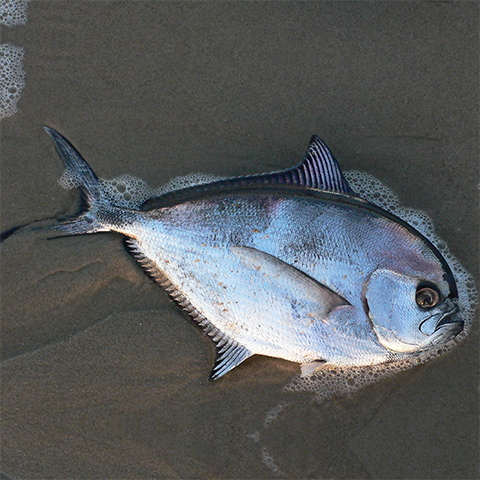 Clasificación y propiedades de la Palometa (Brama brama) Clasificación y propiedades de la Palometa (Brama brama)