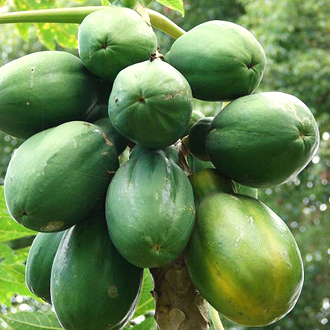 Clasificación y propiedades de la Papaya (Carica papaya)