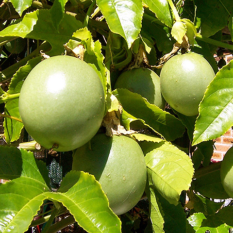 Clasificación y propiedades del Maracuyá (Passiflora edulis)