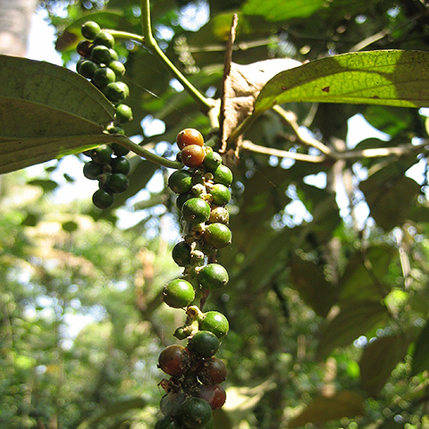 Clasificación y propiedades de la Pimienta (Piper nigrum)