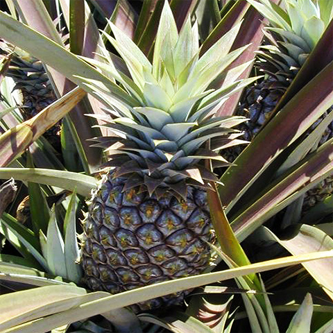 Clasificación y propiedades de la Piña (Ananas comosus)