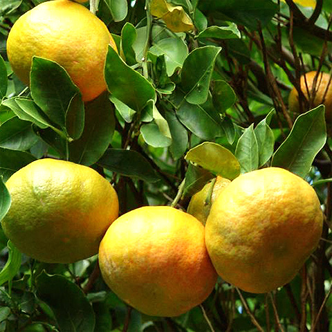 Mandarina (Citrus reticulata)