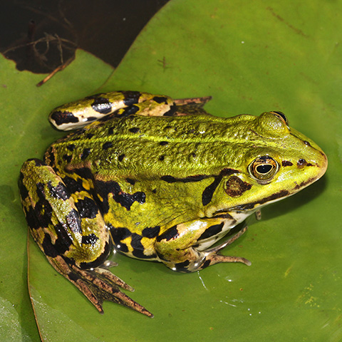 Clasificación y propiedades de la Rana (Pelophylax × esculentus) Clasificación y propiedades de la Rana (Pelophylax × esculentus)