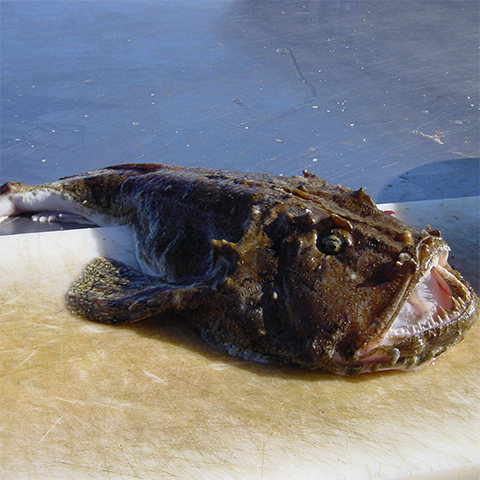 Clasificación y propiedades del Rape (Lophius piscatorius) Clasificación y propiedades del Rape (Lophius piscatorius)