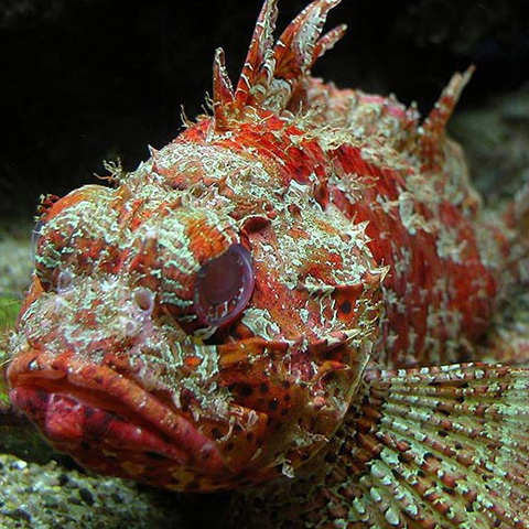 Clasificación y propiedades del Cabracho (Scorpaena scrofa)