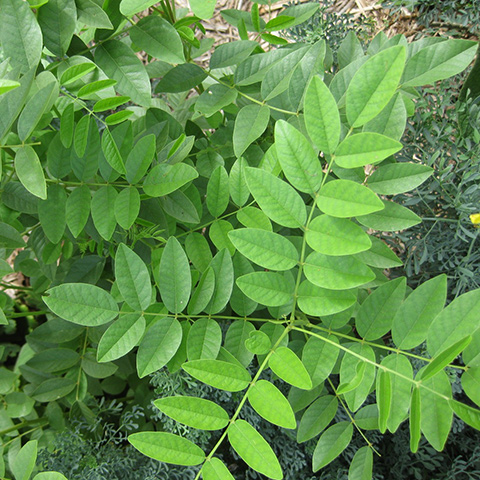 Clasificación y propiedades del Regaliz (Glycyrrhiza glabra) Clasificación y propiedades del Regaliz (Glycyrrhiza glabra)