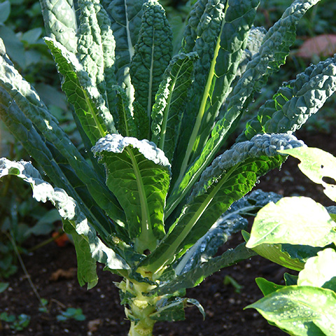 Clasificación y propiedades de la Col de Bruselas (Brassica oleracea gemmifera) Clasificación y propiedades de la Col de Bruselas (Brassica oleracea gemmifera)
