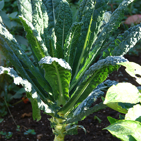 Clasificación y propiedades de la Col de Bruselas (Brassica oleracea gemmifera)