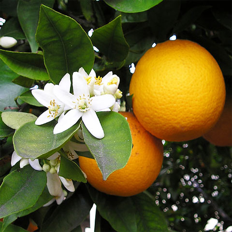 Clasificación y propiedades de la Naranja (Citrus × sinensis)