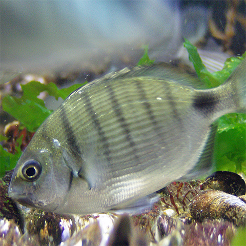 Sargo (Diplodus sargus sargus)