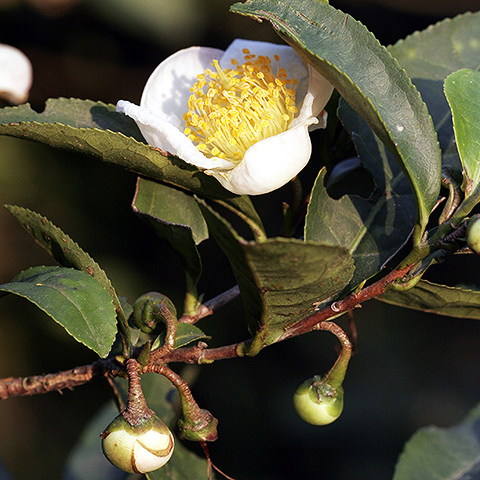 Clasificación y propiedades del Té (Camellia sinensis)